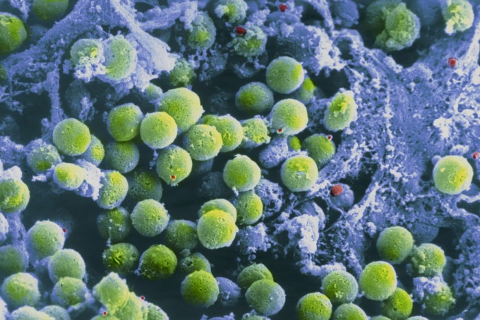 0000.-immunology-1200x800